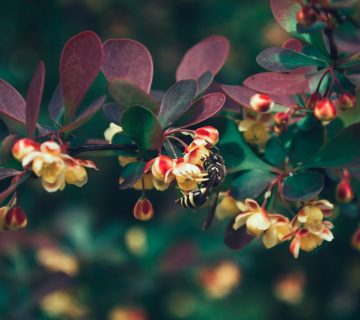 Last van graafwespen