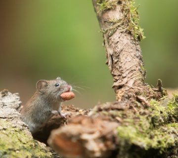 Nooit meer last van muizen
